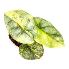 Alocasia Silver Dragon Variegata