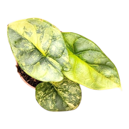 Alocasia Silver Dragon Variegata