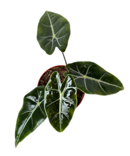 Alocasia Longiloba Purple vein