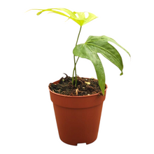 Anthurium Pedatoradiatum