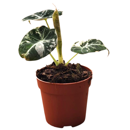 Alocasia Black Velvet Variegata