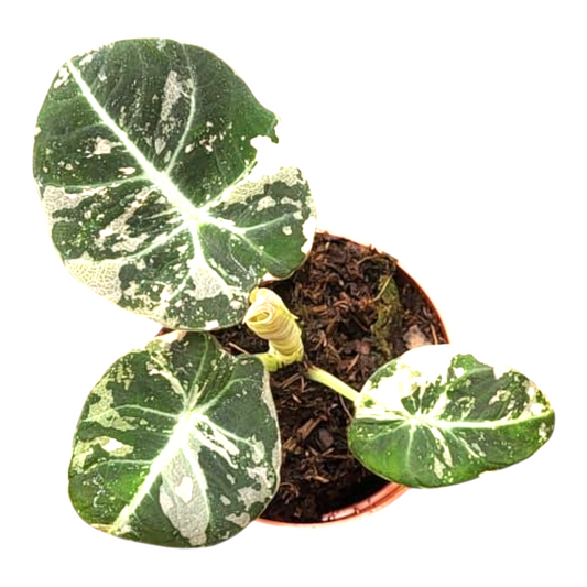 Alocasia Black Velvet Variegata