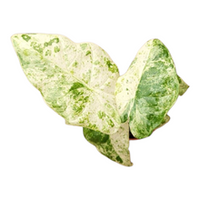 Alocasia Odora Batik Variegata