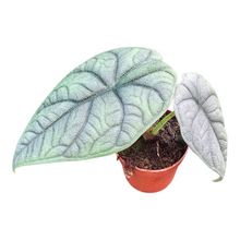 Alocasia Melo