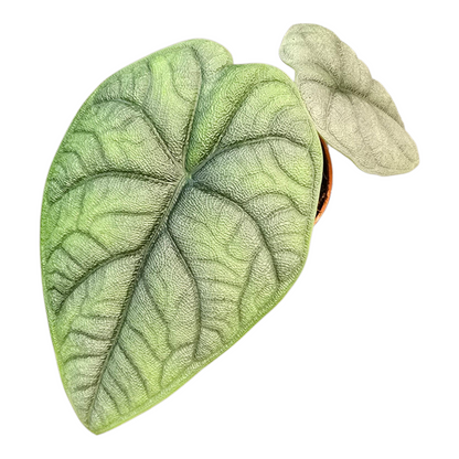 Alocasia Melo