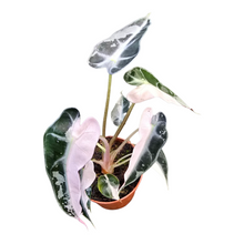 Alocasia Bambino Variegata Pink
