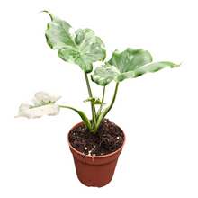 Alocasia Okinawa Silver Variegata