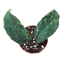 Hoya Undulata