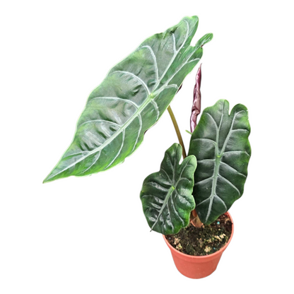 Alocasia Chantrieri