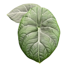Alocasia Maharani