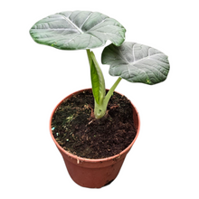 Alocasia Maharani