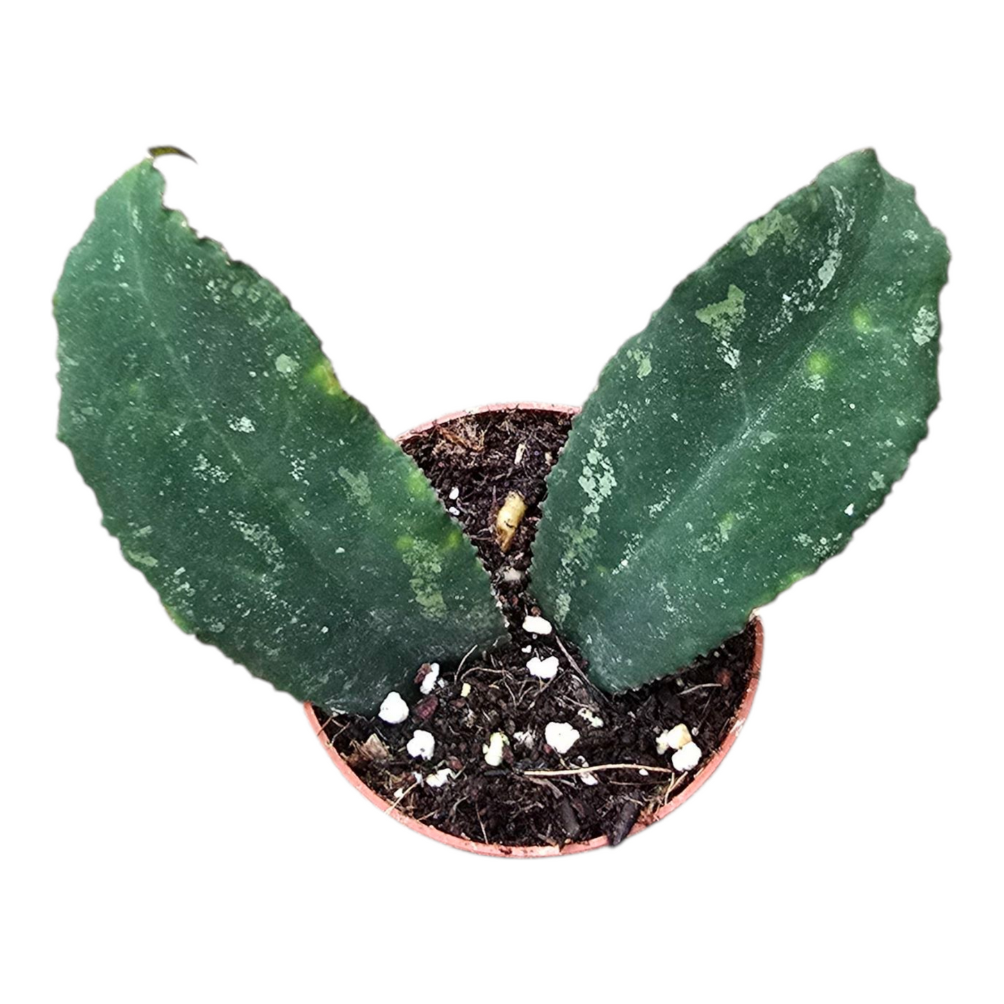 Hoya falista
