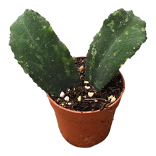 Hoya Undulata