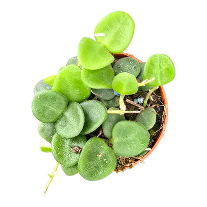 Hoya Serpens