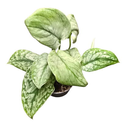 Scindapsus Silver Splash