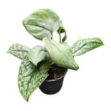 Scindapsus Silver Splash