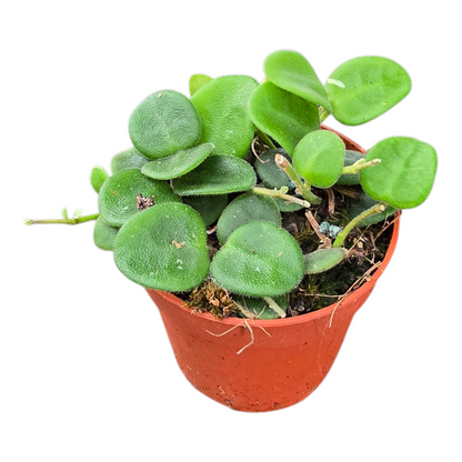 Hoya Serpens