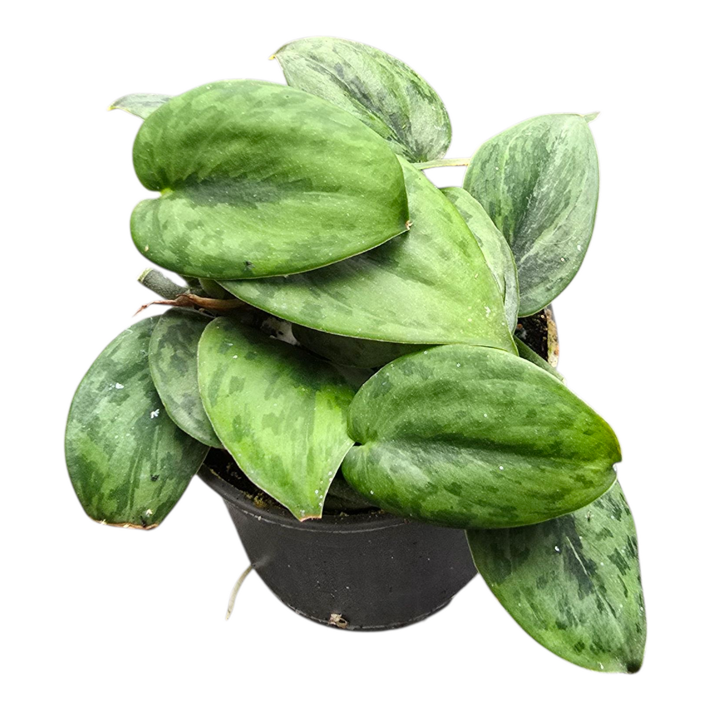 Scindapsus « Wallet Sakti »