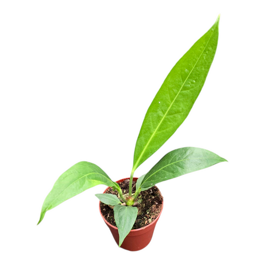 Anthurium Big Bill