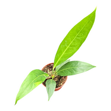 Anthurium Big Bill