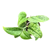 Scindapsus Green Army