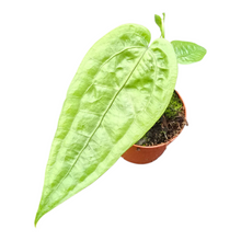 Anthurium sp. Zitrone