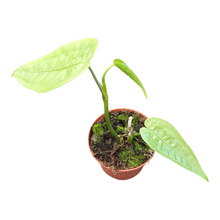 Anthurium sp. Zitrone