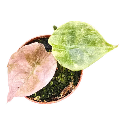 Alocasia Cuprea Variegata Mint