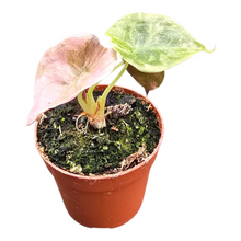 Alocasia Cuprea Variegata (Mini)