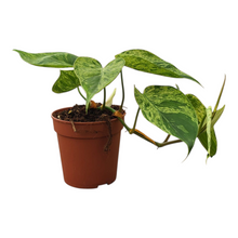 Philodendron Hederaceum Variegata