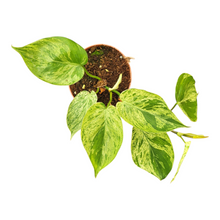 Philodendron Hederaceum Variegata