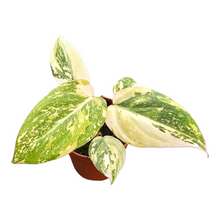 Philodendron Gloriosum Tricolor