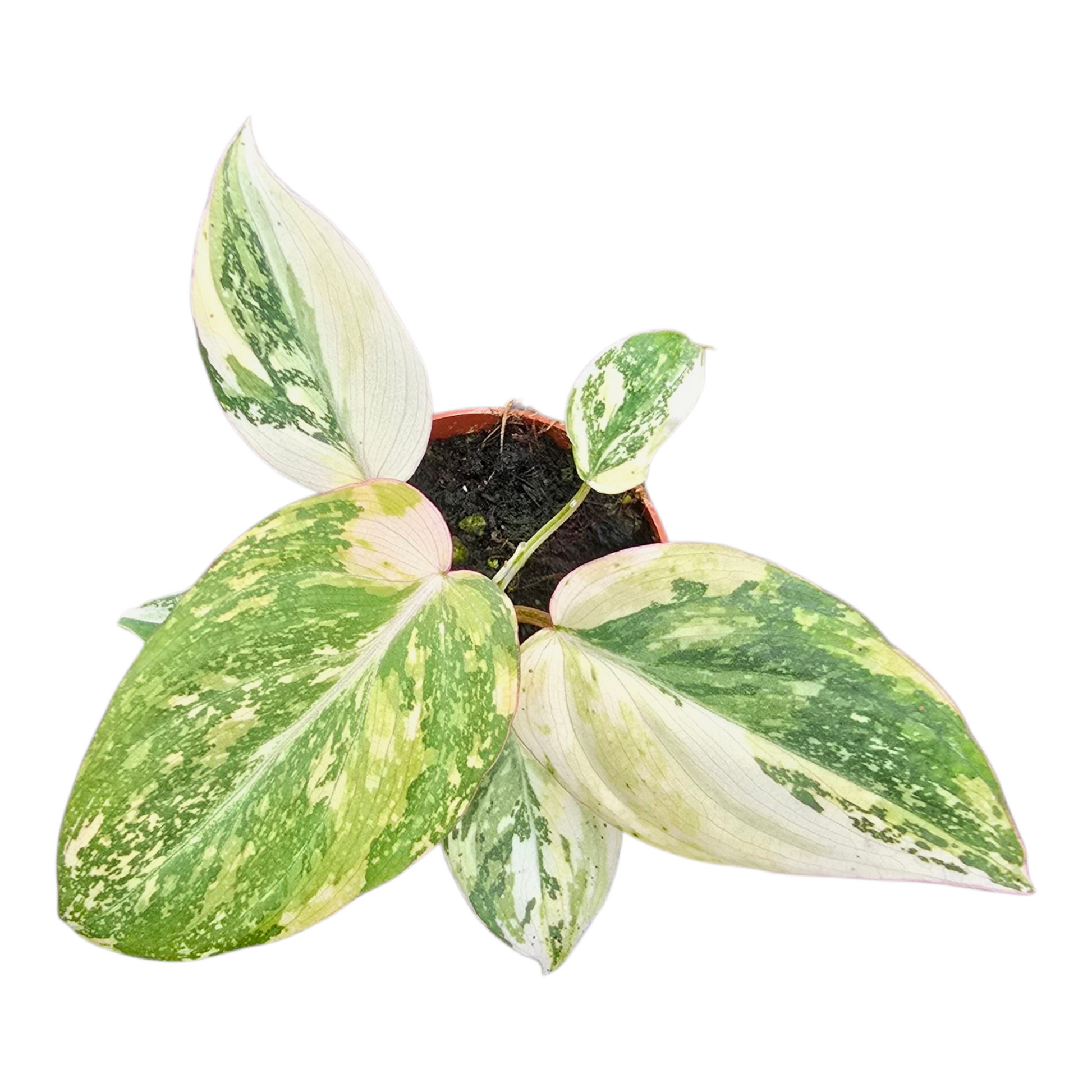 philodendron tricolor leaves Philodendron Gloriosum Tricolor – Casa Botanica