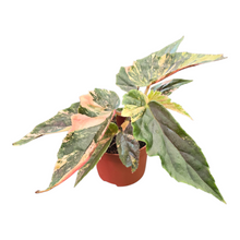 Begonia Ginny Galaxy Variegata