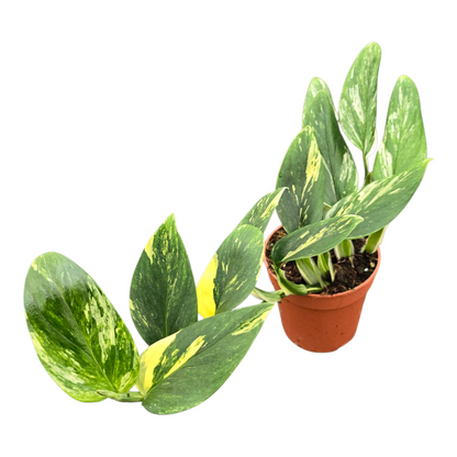 Monstera Standleyana Variegata