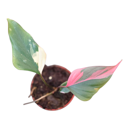 Homalomena Pink Diamond