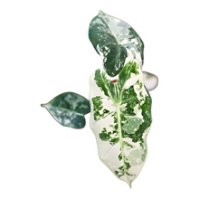 Alocasia Frydek Variegata