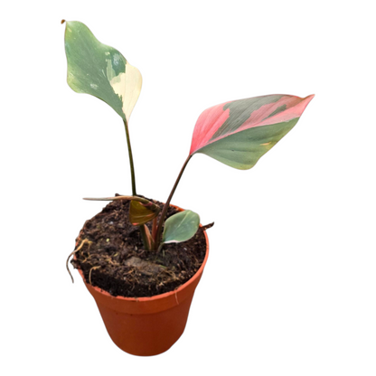 Homalomena Pink Diamond