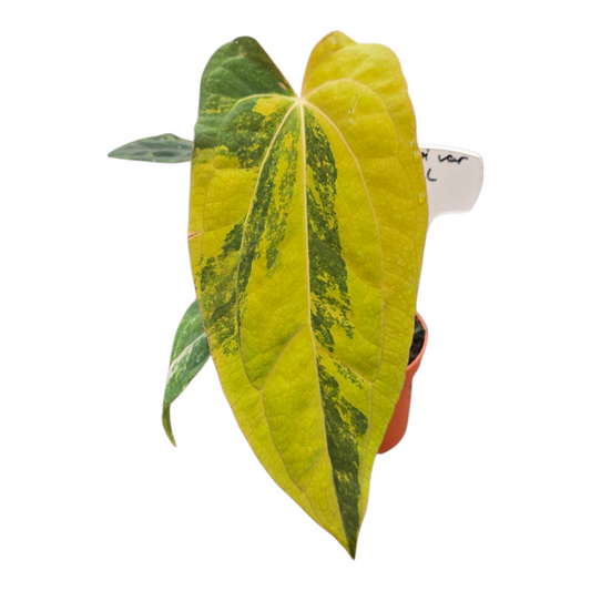 Anthurium Papillilaminum Variegata X Ralph Lynam