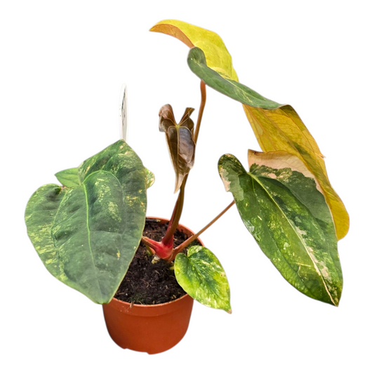 Anthurium Papillilaminum Variegata X Ralph Lynam