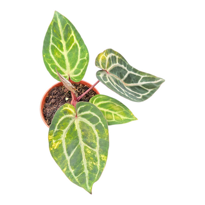 DocBlock Anthurium Crystallinum® '8' x Zara® '12' Variegata