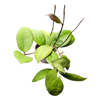 Hoya Puom Siam Ruby