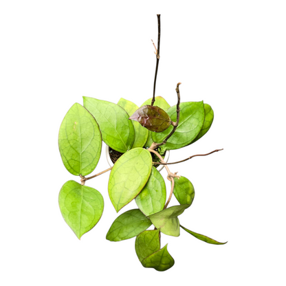 Hoya Puom Siam Ruby