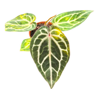 DocBlock Anthurium Crystallinum® '8' x Zara® '12' Variegata