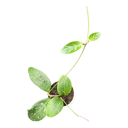 Hoya sp. Lai Chau