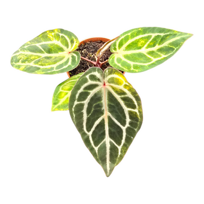 DocBlock Anthurium Crystallinum® '8' x Zara® '12' Variegata