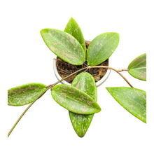 Hoya Wibergiae