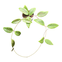 Hoya Wibergiae