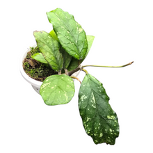 Hoya sp. Gayo