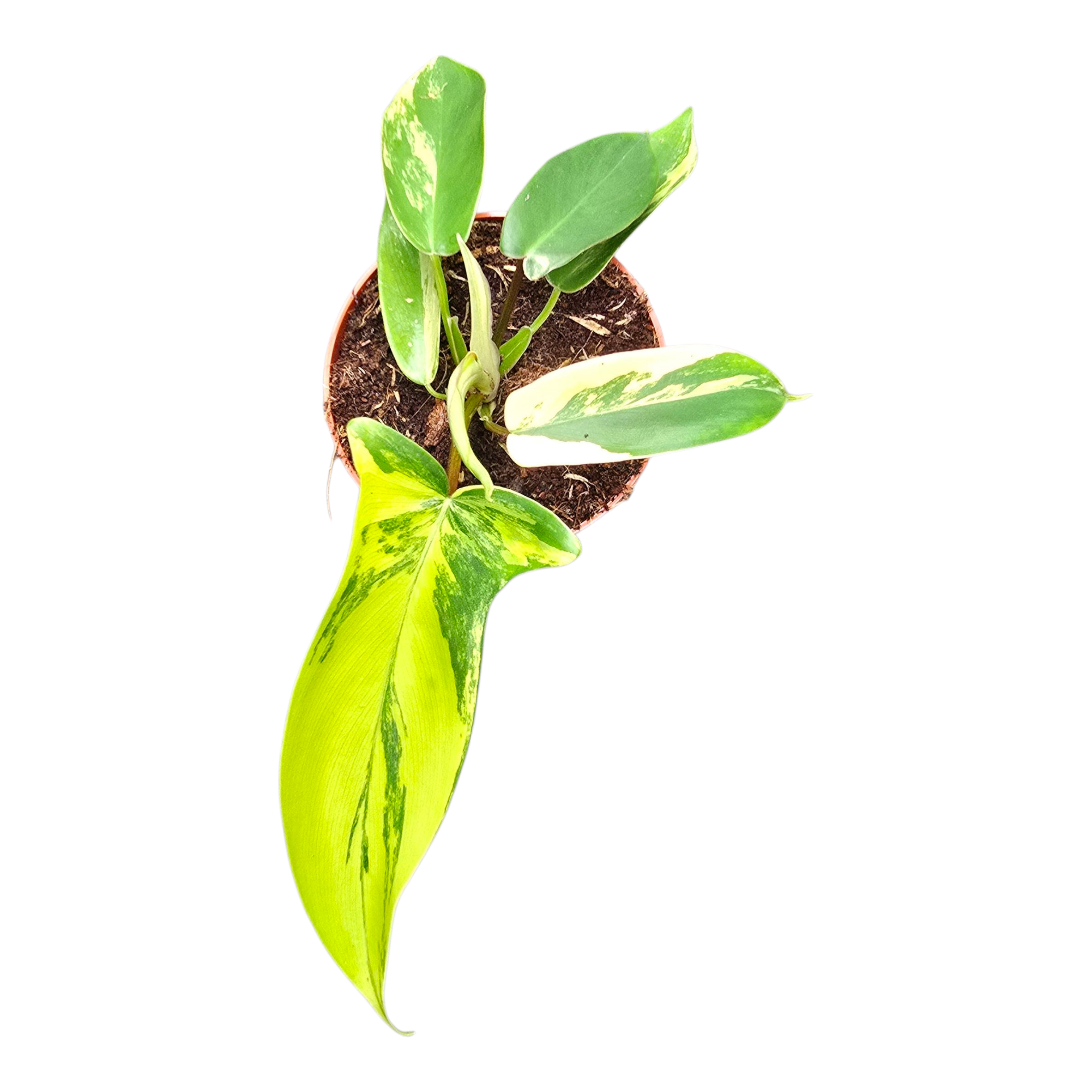 r*n様 510 斑入り Philodendron'Florida Beauty Philodendron